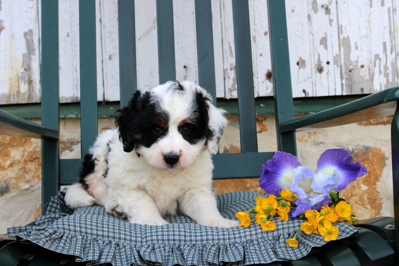 puppy, for, sale, Bernedoodle F2, Matthew B. Stoltzfus, dog, breeder, Gap, PA, dog-breeder, puppy-for-sale, forsale, nearby, find, puppyfind, locator, puppylocator, aca